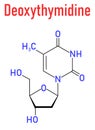 Deoxythymidine or Thymidine nucleoside molecule. DNA building block. Skeletal formula.