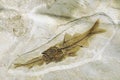 Depalis macrurus prehistoric fossilized fish eating other fish in stone