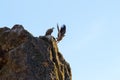 Departing griffon vulture on the rocks of Salto del Gitano, Spain Royalty Free Stock Photo