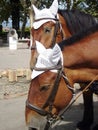 Depending on the carriage horses from greece