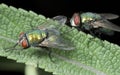 Flies on a blade of grass. Royalty Free Stock Photo