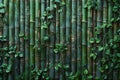 Depicting a bamboo background with green bamboo sticks texture for wall, surface or wallpaper design. greenery pattern of fre Royalty Free Stock Photo
