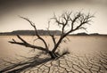 Depiction on Climate Change, Isolated Dead Tree on Desert from Drought