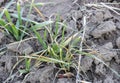 Depleted winter wheat leaves from adverse weather conditions, spring frosts and lack of soil moisture