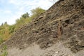 Deposits of the Upper Devonian mudstone and siltstone horizon Royalty Free Stock Photo