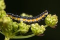 Depressaria daucella moth caterpillar
