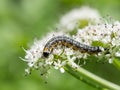 Depressaria daucella moth caterpillar larvae larva