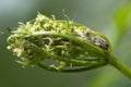 Depressaria daucella moth caterpillar in larval web