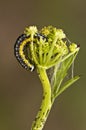 Depressaria medium sized caterpillar daucella feeding on Oenanthe crocata devil`s turnip very toxic