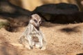 Depressed animal. Bad day at work for a tired meerkat. Funny cut Royalty Free Stock Photo