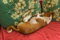 basenji dog with broken bandaged hind feet lying on human pillow on sofa