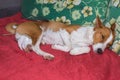 dog with broken bandaged hind feet lying on a sofa