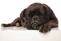 Close up of depressed black boxer with spiked collar lying