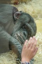 Depressed chimpanzee is looking through zoo glass at a young girl who comforts the animal with her hand, closeup, details