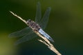 Depressed dragonfly in equilibrium at the top of a plant