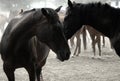 Depressed Horses Royalty Free Stock Photo