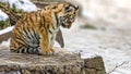 Depressed or sad yet cute siberian tiger cub Royalty Free Stock Photo