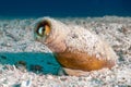 Depressed sad fish hiding in ocean trash Royalty Free Stock Photo