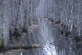 Bare trees reflected in water of small river Royalty Free Stock Photo