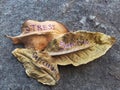 Depression, Stress, Suicide written on leaves