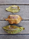 Depression, Stress, Suicide written on leaves