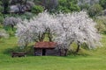 Animal shelter and cherry trees in banat,romania