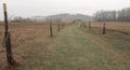 Depressive, ghostlike and foggy winters day in Czech countryside. A newly planted linden trees alley Royalty Free Stock Photo