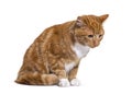 Depressive Ginger cat looking down, isolated Royalty Free Stock Photo