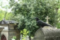 A depressive picture of a crow standing on the grave