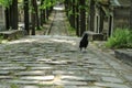 A depressive picture of a crow standing on the cemetery.