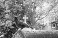 A depressive picture of a crow standing on the grave