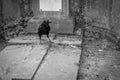 A depressive picture of a crow standing on the grave