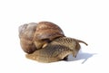 Depressive snail