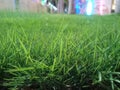 Depth enabled poky grass Royalty Free Stock Photo