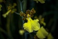 Depth of field photo of a yellow orchid