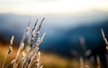 Depth of field picture of natural meadow plants at sunrise in austrian alps Royalty Free Stock Photo