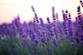 depth of field shot of perennial lavender plants