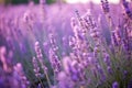 depth of field shot of perennial lavender plants