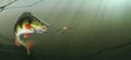 Large lake perch at the bottom of the lake realistic illustration.