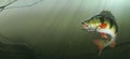 Large lake perch at the bottom of the lake realistic illustration. Royalty Free Stock Photo