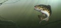 Smallmouth Bass water realistic illustration. Big bass perch fishing in the usa on a river or lake at the weekend.