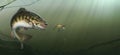 Smallmouth Bass at the bottom of the lake realistic illustration.