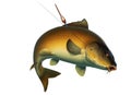 Fishing for carp with a float bait. koi realism isolate illustration.