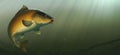 Carp fish koi realism isolate illustration. Fishing for big carp, feeder fishing, carp fishing.