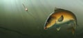 Fishing for carp with a float bait. Carp fish koi realism isolate illustration.