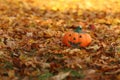 Der Herbst ist da.... Royalty Free Stock Photo