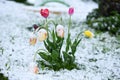 Spring snowfall with tulips in a meadow Royalty Free Stock Photo