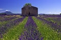 Derelict Barn in Lavender Field