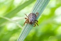 Dermacentor marginatus, Dermacentor reticulatus. Encephalitis Tick Insect Crawling on Green Grass. Encephalitis Virus or Lyme