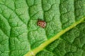 Dermacentor Reticulatus On Green Leaf. Also Known As The Ornate Cow Tick, Ornate Dog Tick, Meadow Tick, And Marsh Tick